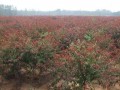 江蘇5公分龍柱碧桃，基地直銷