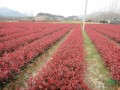 要買優(yōu)惠的紅葉石楠，天園苗圃是不二選擇