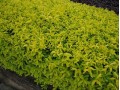 連翹價(jià)格|想買優(yōu)質(zhì)連翹，就到永信花卉苗木