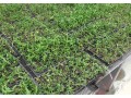 想買優(yōu)惠的鐵皮石斛馴化苗，就到坤靈種植