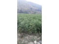 廣西紅豆杉樹苗，價(jià)位合理的紅豆杉推薦