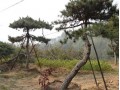 14年泰山造型黑松價(jià)格首選瑞景園林