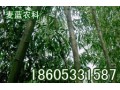 超低價(jià)美國竹柳
