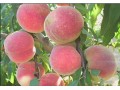 座果率高的映霜紅桃：要買價(jià)格合理的早熟桃苗，信誠(chéng)果樹(shù)苗木是不二選擇