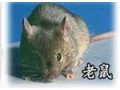 大邑專業(yè)滅鼠 大邑專業(yè)滅鼠公司 貓王滅鼠