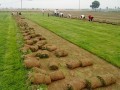 【黑姑娘首推】合肥草坪，安徽草坪基地，六安草坪哪有賣