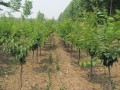 專業(yè)的櫻花苗市場(chǎng)價(jià)格情況