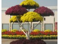 五色草造型價(jià)格//五色草造型批發(fā)商--金龍花燈