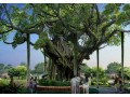 榕樹景觀設計/山東文人墨刻