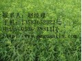 【廠家直供】映霜紅桃苗 映霜紅桃苗基地 映霜紅桃苗價格