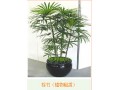 辦公室風水植物大全,植物風水知識介紹-成都花卉租賃